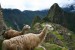 Peruánske lamy pri Macchu Picchu