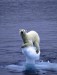 Vymieranie ľadových medveďov kvôli roztápaniu ľadovcov